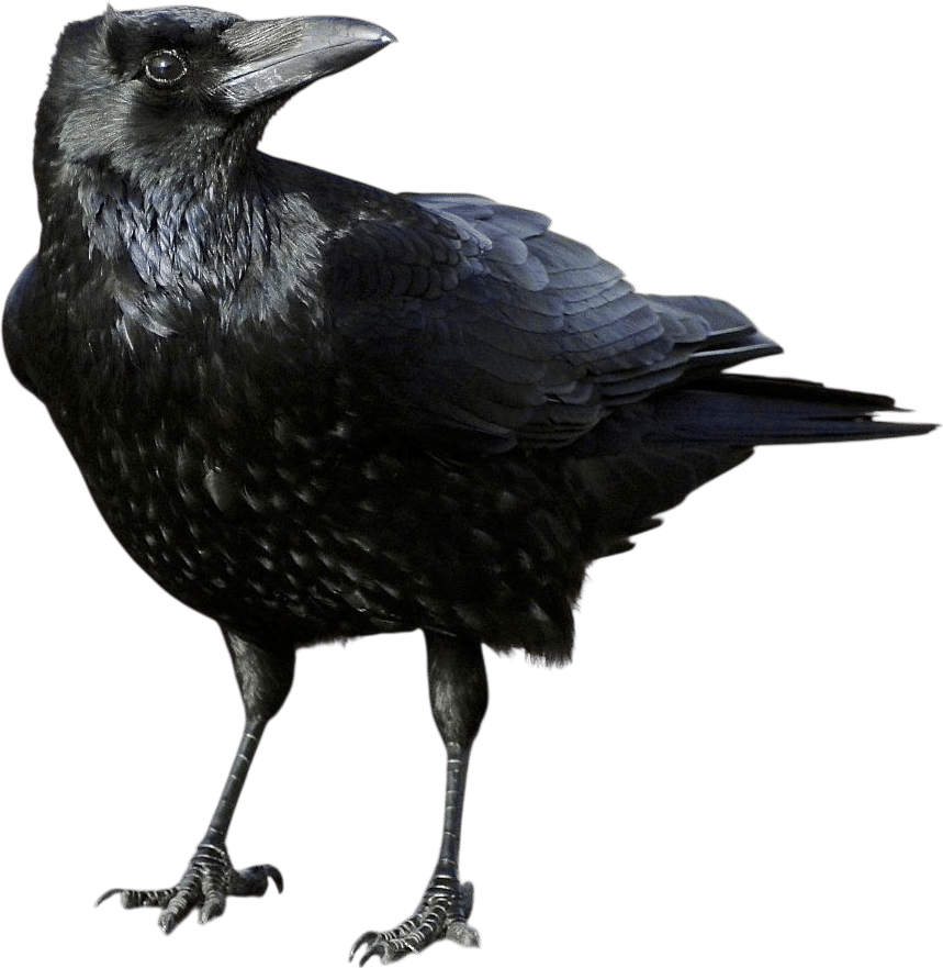 Crow
