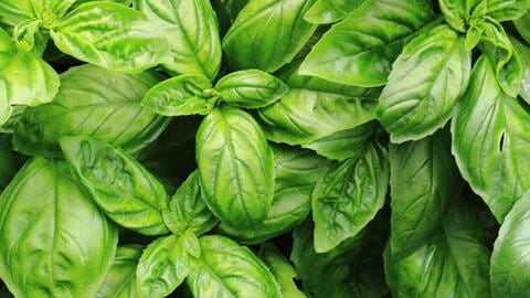 Fresh Basil
