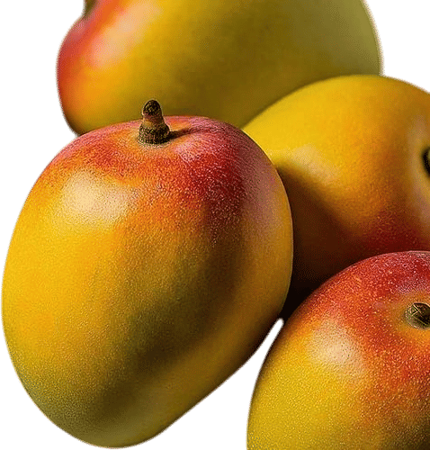 Alphonso Mango