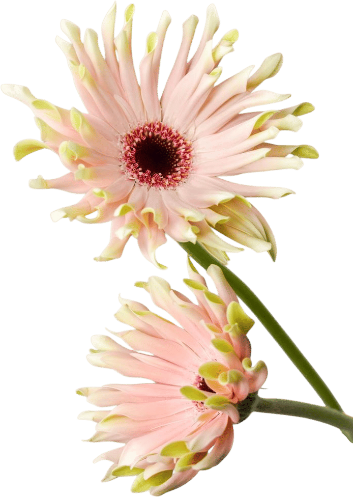 Gerbera spider