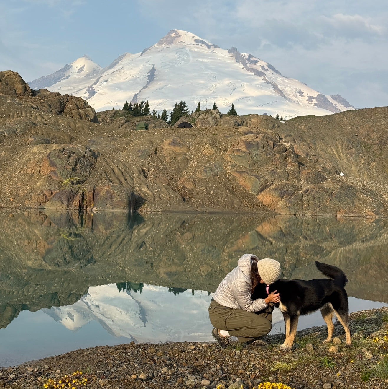 Pet Health & Wellness