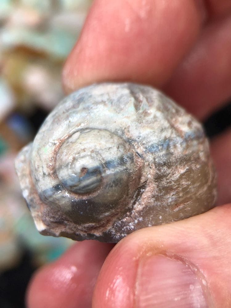 Coober Pedy Opal Shell Fossil