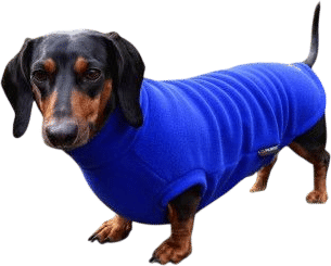 Dachsie Jumper, Cobalt Blue