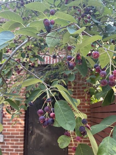 Serviceberries