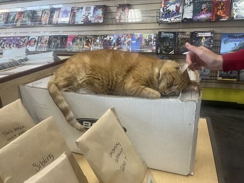 cats at the comic store