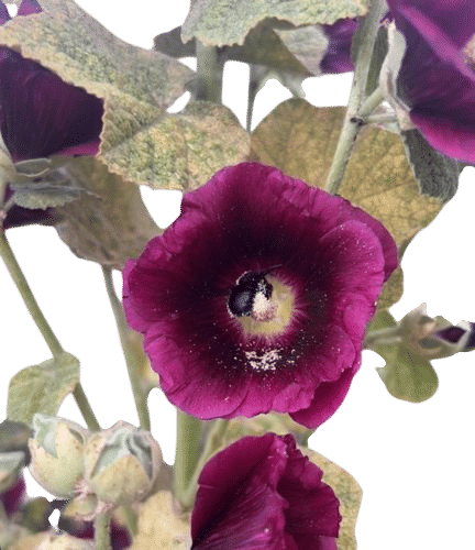 Bumblebees