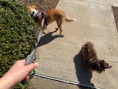 Front Range Dog Harness