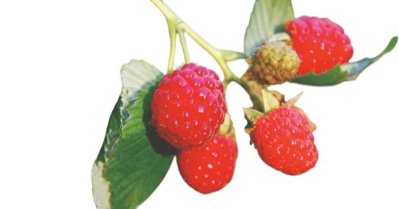 Raspberries (sun walking)