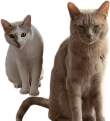 adopt two cats