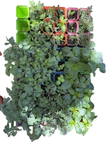 Seed Savers Exchange Catalog