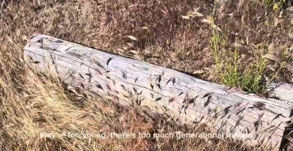 buddhist monastery vlog