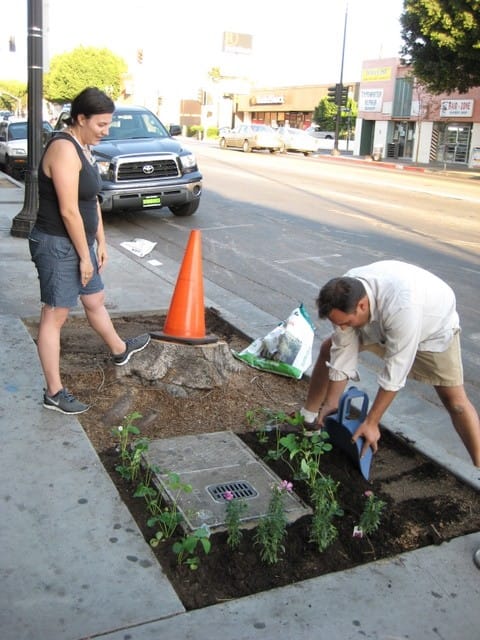 Guerrilla Gardening!