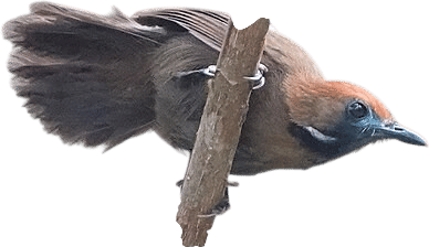 fluffy backed tit babbler