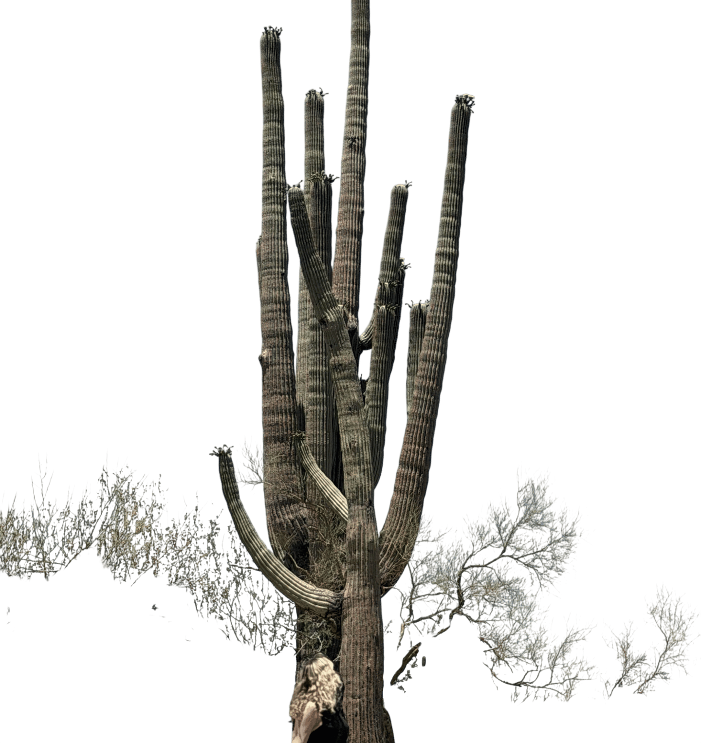Saguaro National Park
