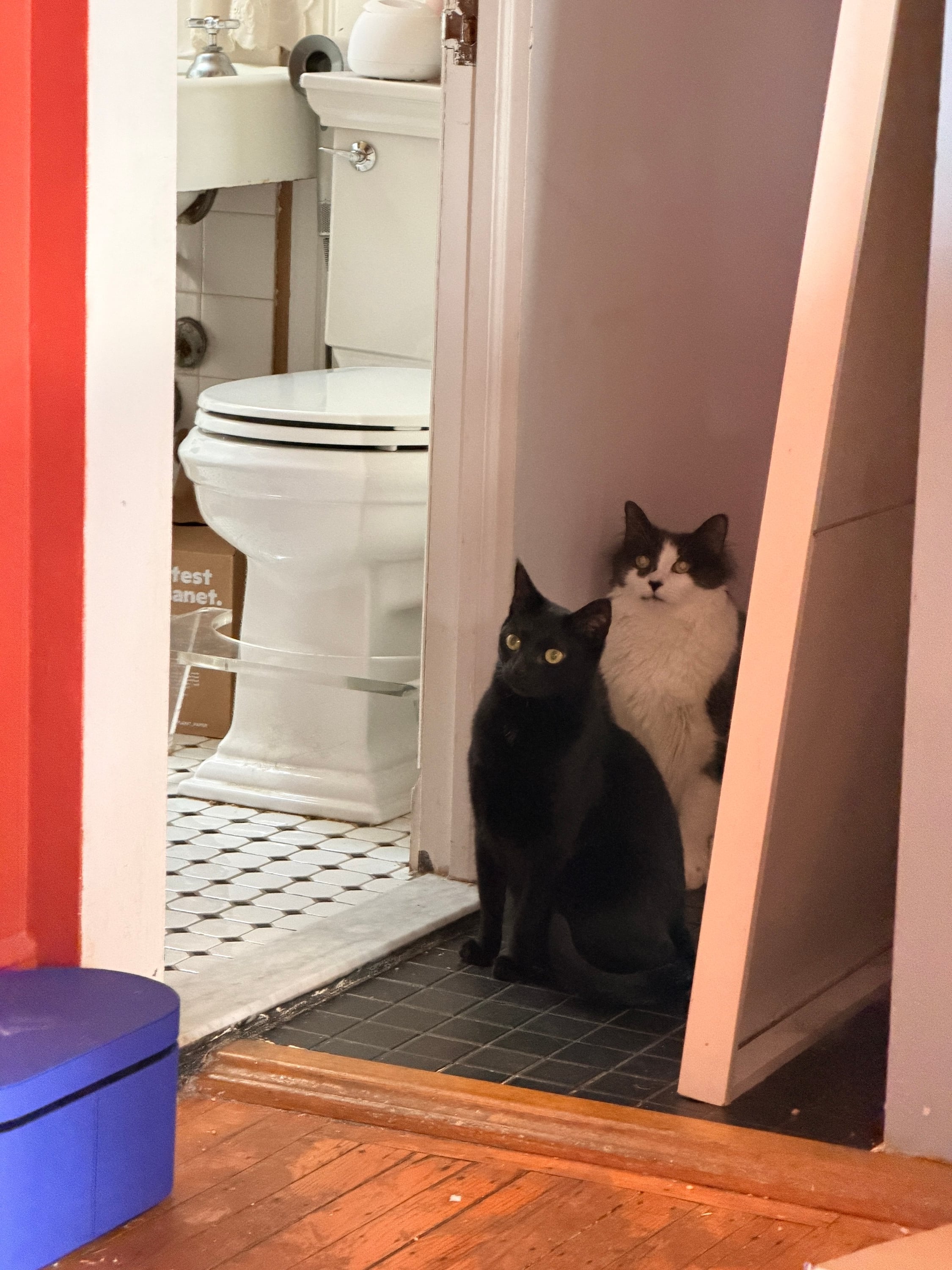 My cats!