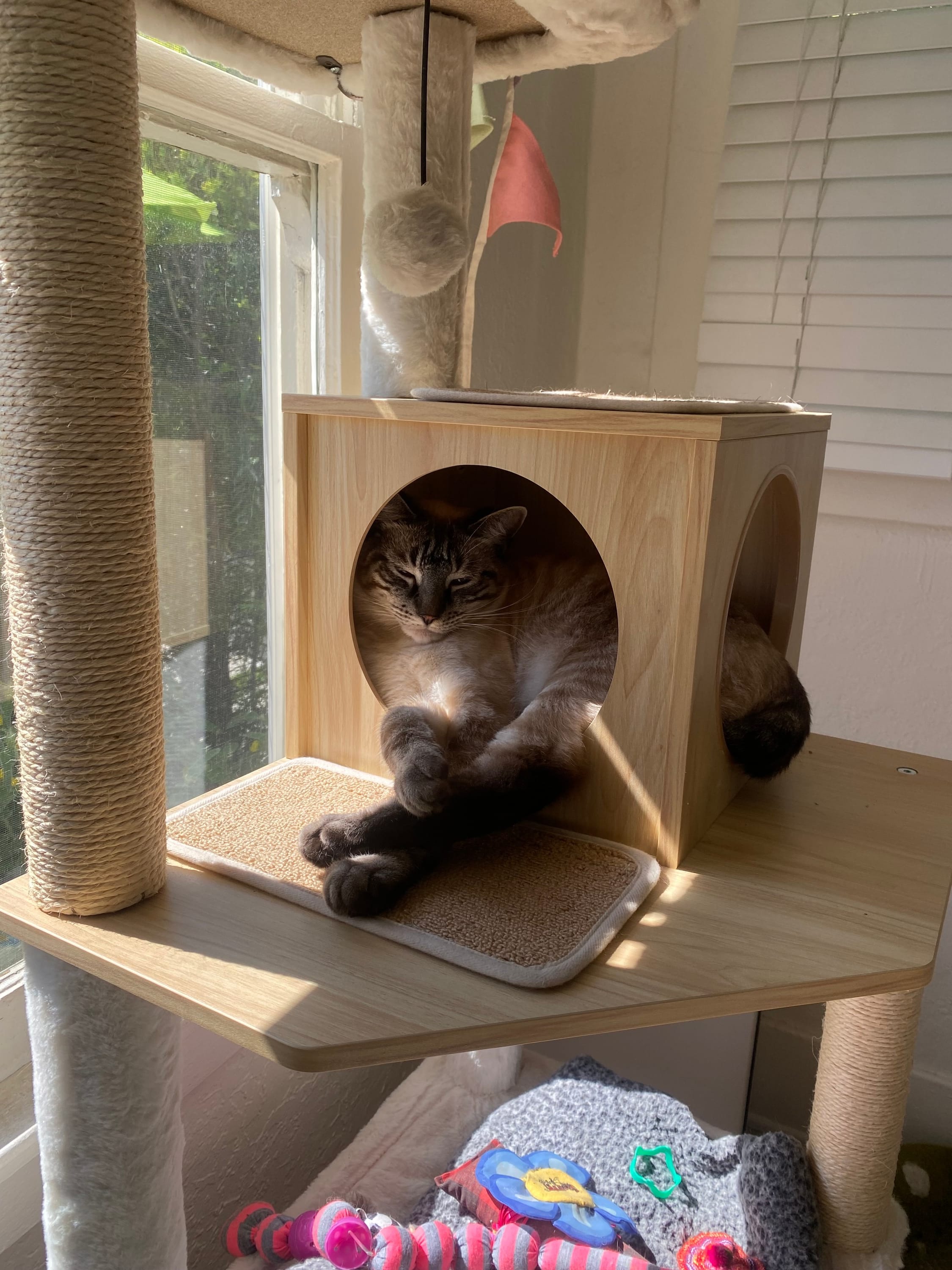 PAWZ Road Large Cat Tree & Condo