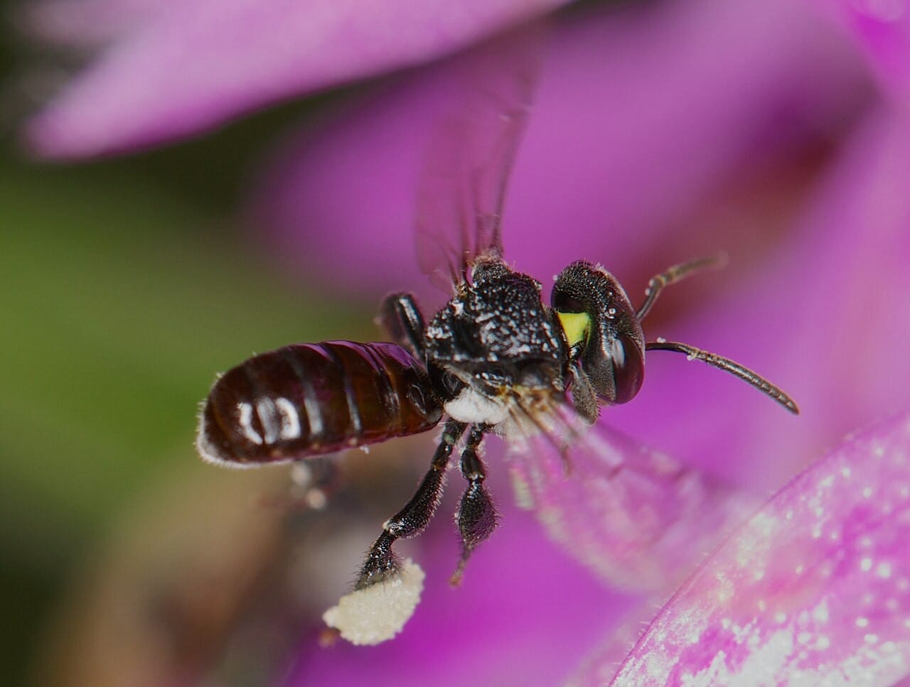 bees