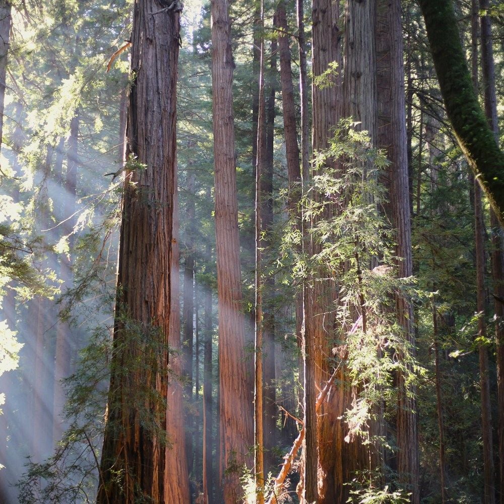 Muir Woods National Monument