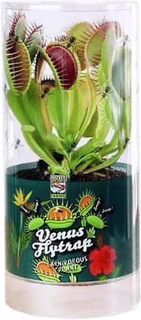 Venus Flytrap