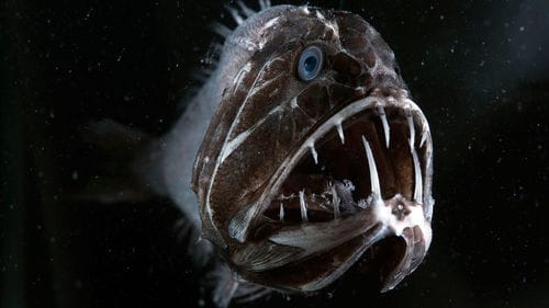BLUE PLANET - THE DEEP