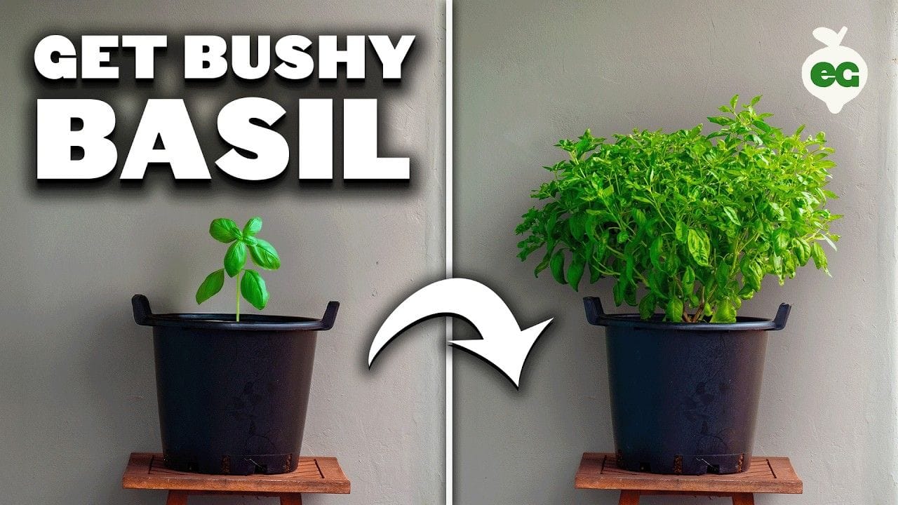 My Basil Pruning Trick for Bigger, Bushier Plants!