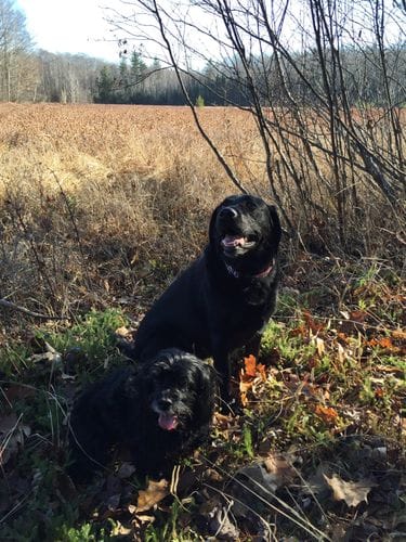 a big dog and a little dog together