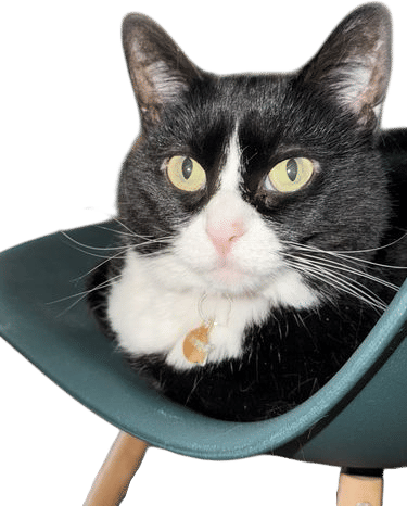 Tuxedo Cat