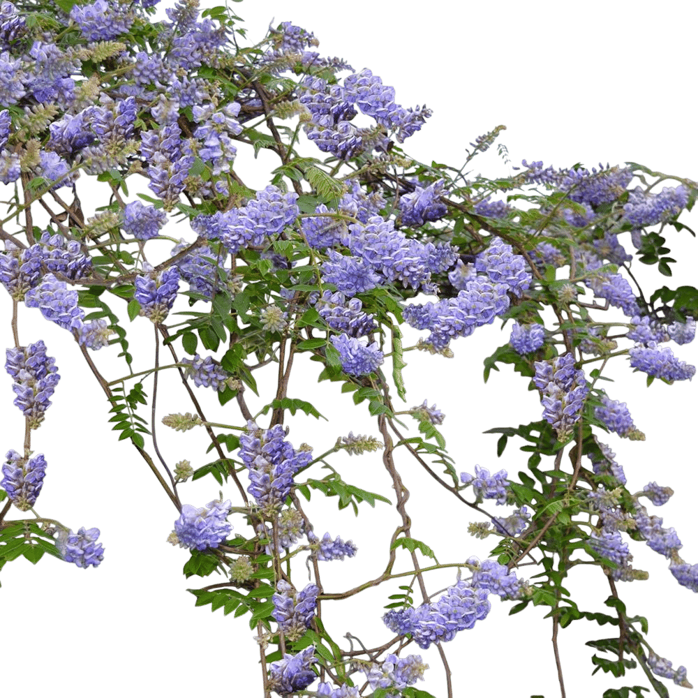 Blue Moon Wisteria Vine