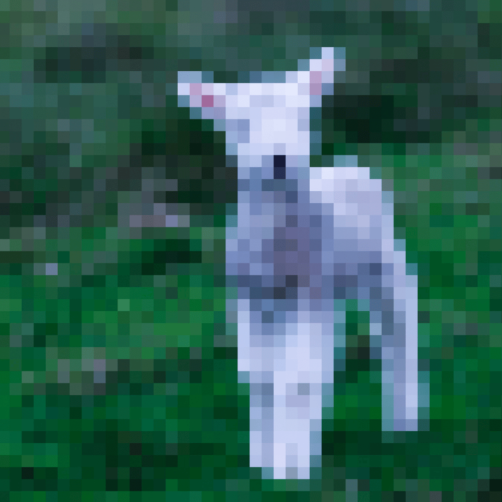 lamb by Julia Wolf