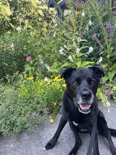 Adopting Senior Dogs