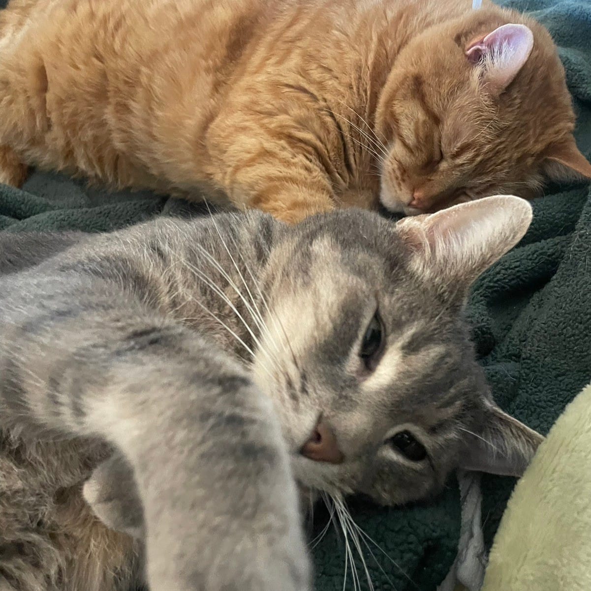 Cats