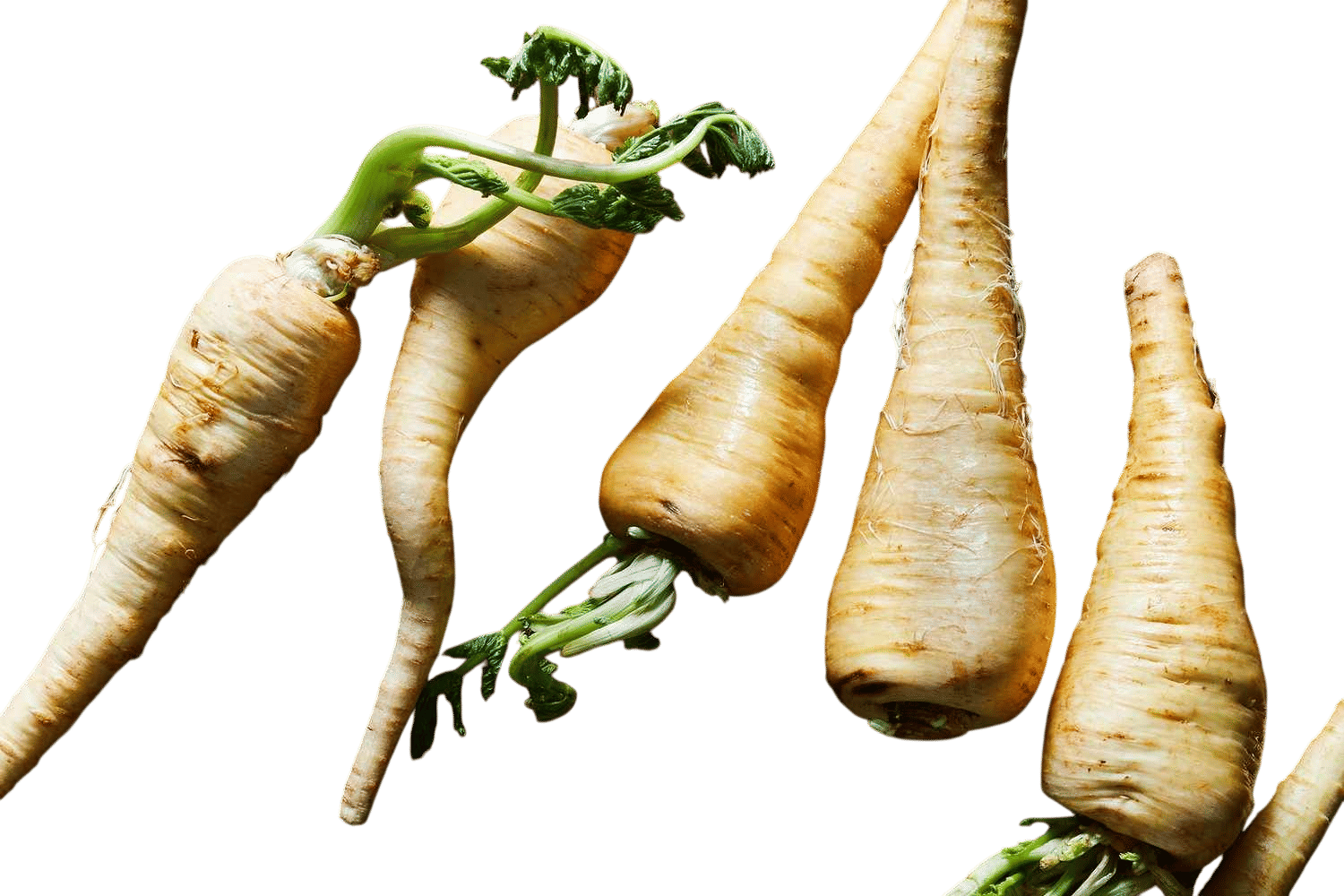 Parsnip