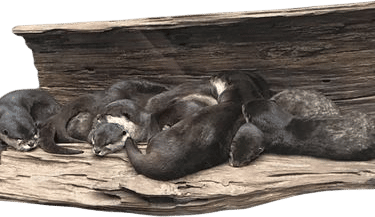 NC aquarium @ fort fisher