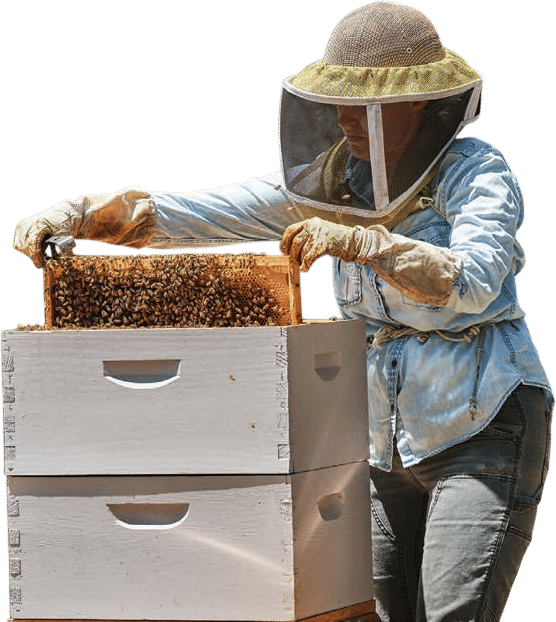 Sonoma County Bee Company