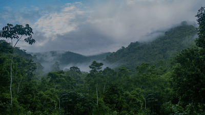 TMA (The Mindo Cloudforest Foundation)
