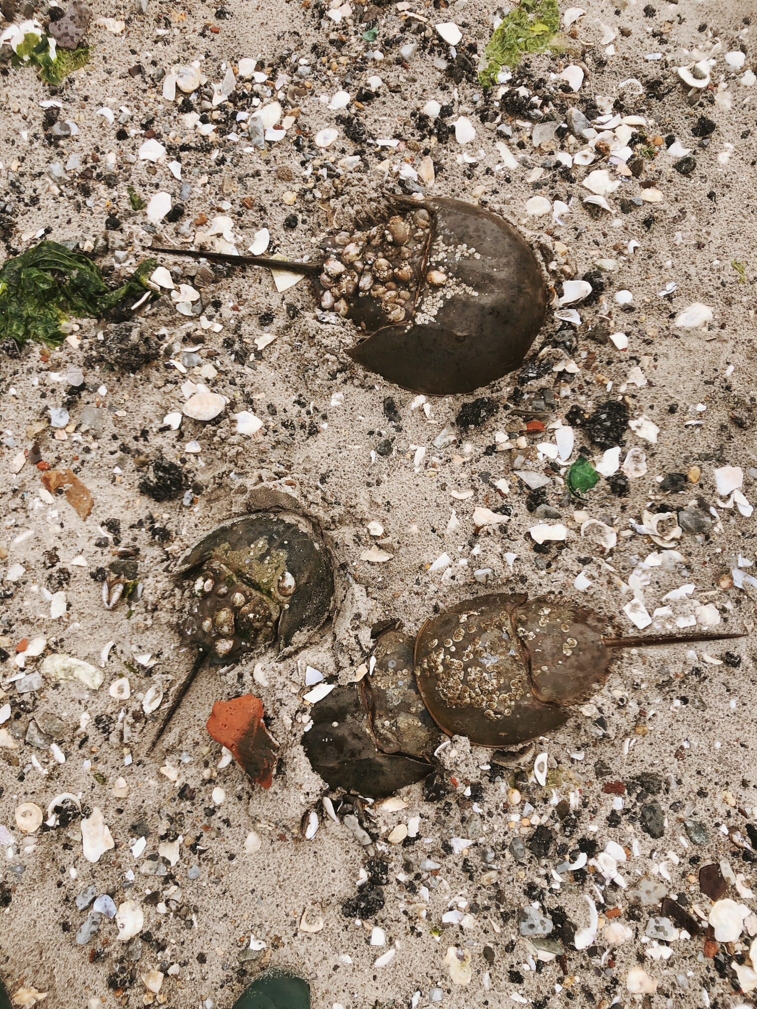 Horseshoe Crab Monitoring