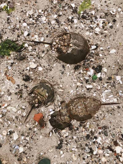 Horseshoe Crab Monitoring Volunteer Program