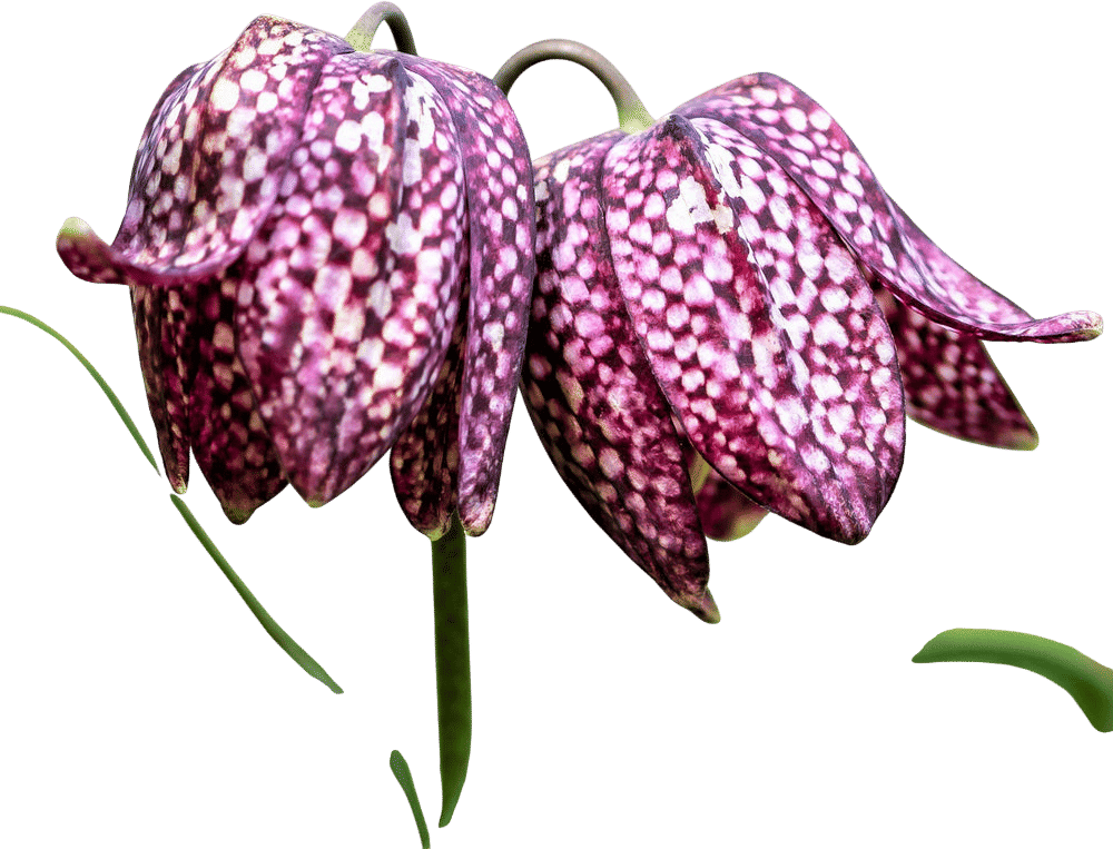 Fritillaria Meleagris
