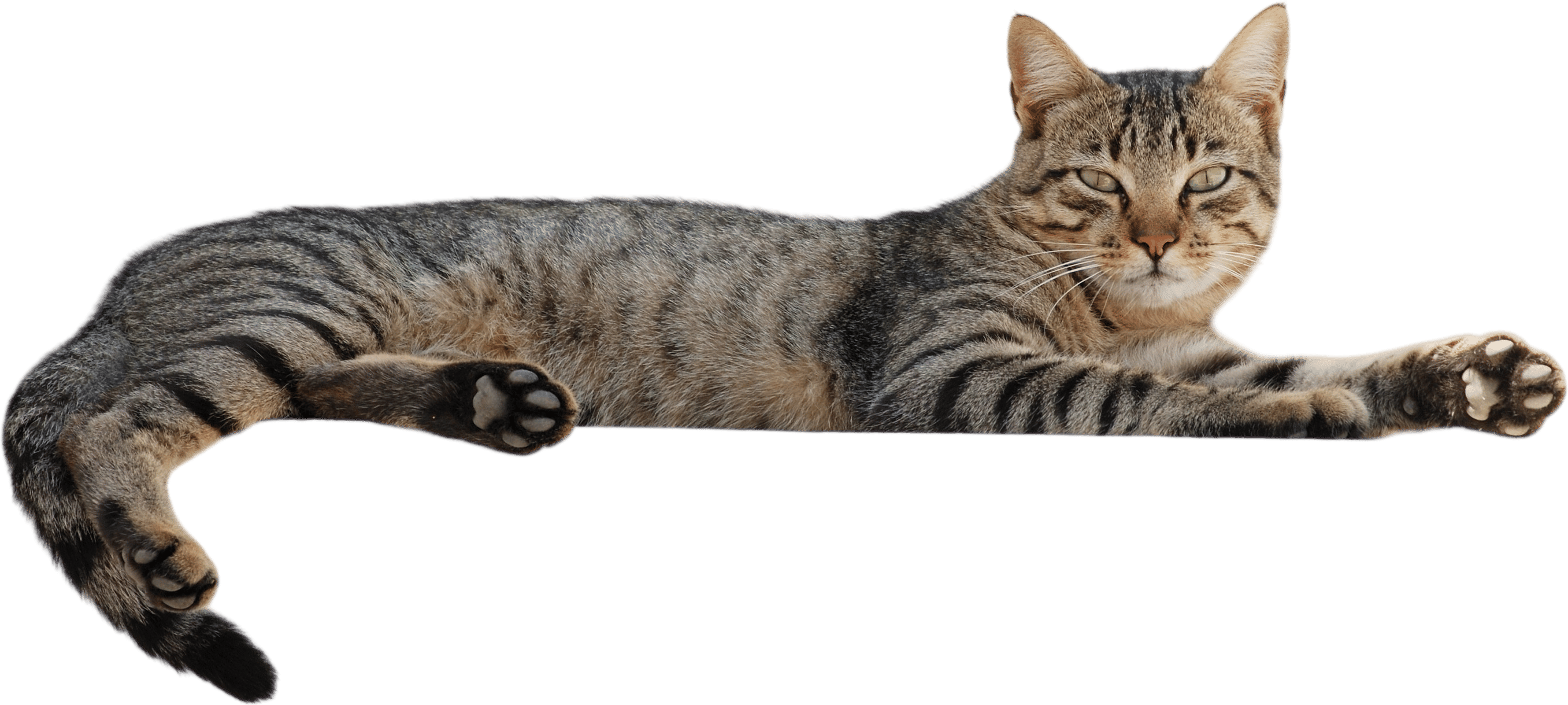 Cats