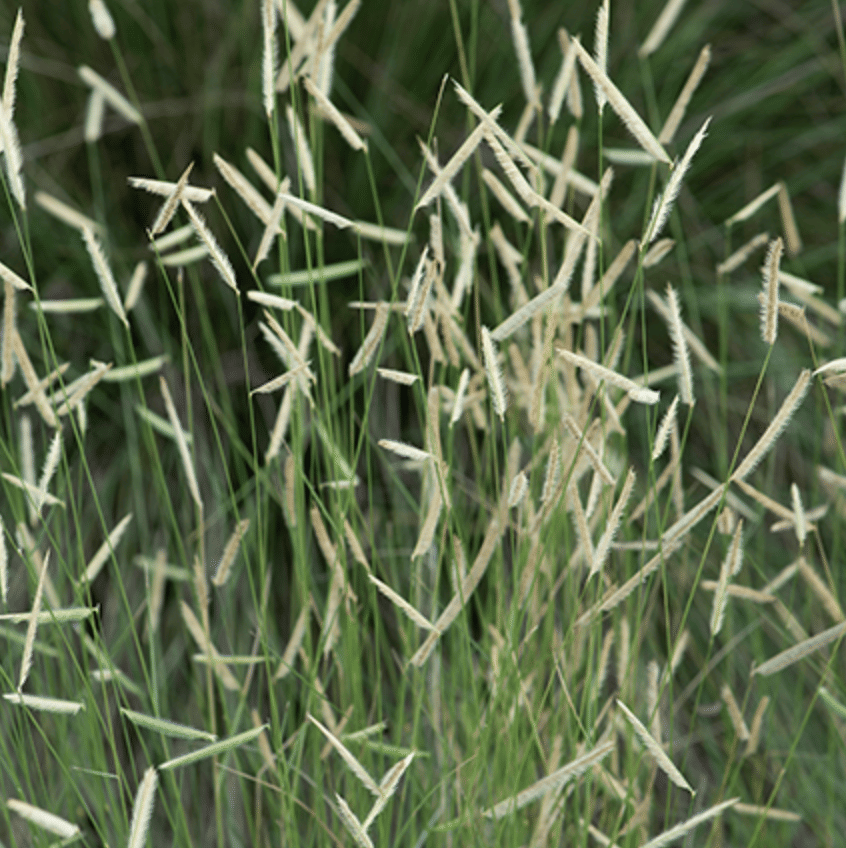 Hairy Grama