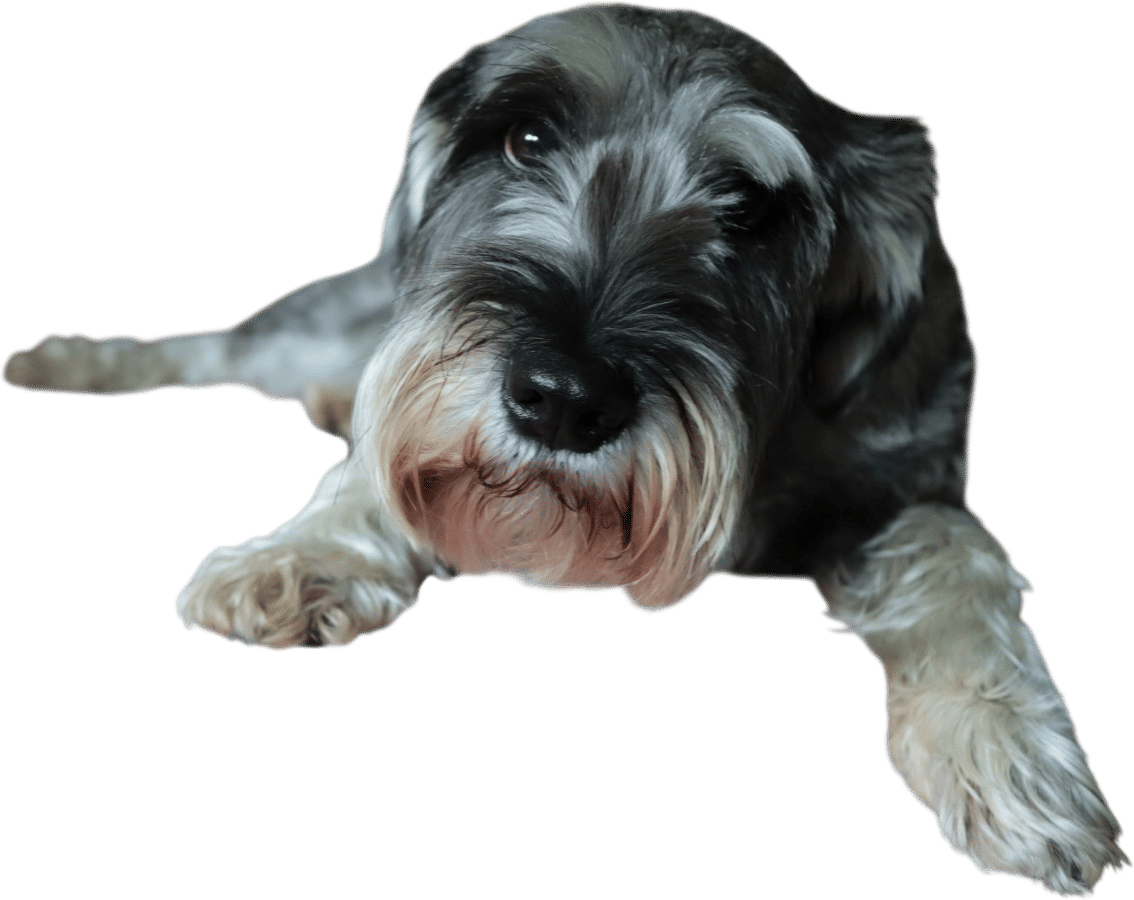 Schnauzers