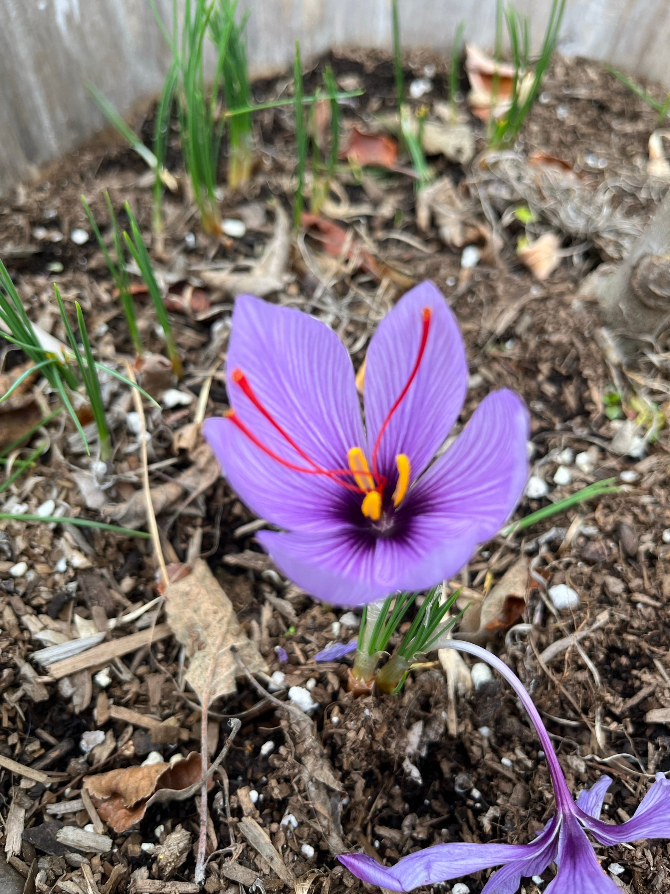 Growing saffron