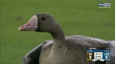 Goose invades field during NLDS game between Dodgers vs Padres!!!