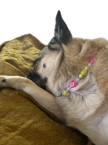 making your dog a necklace