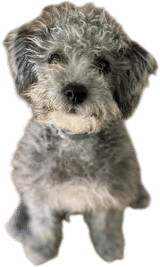 Schnoodle