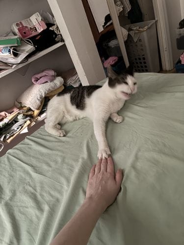 Peanut