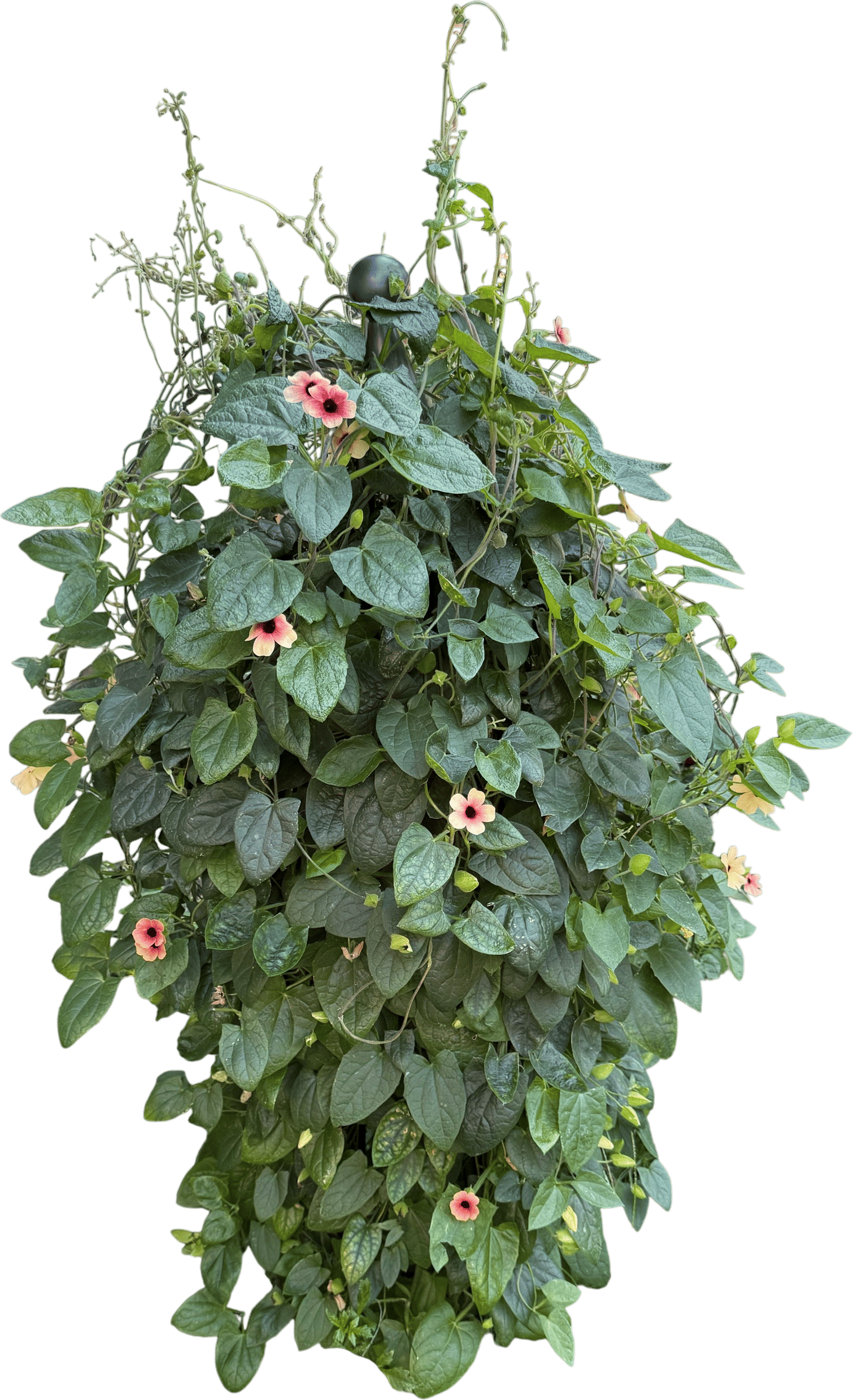 Black-Eyed Susan Vine