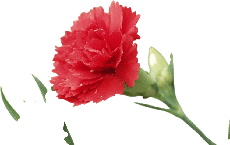 Grocery Store Carnations