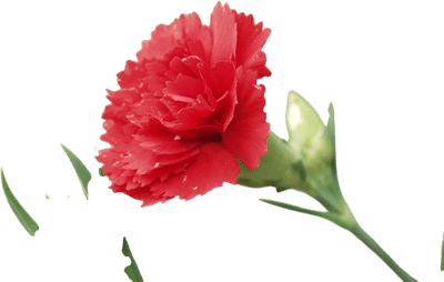 Carnation