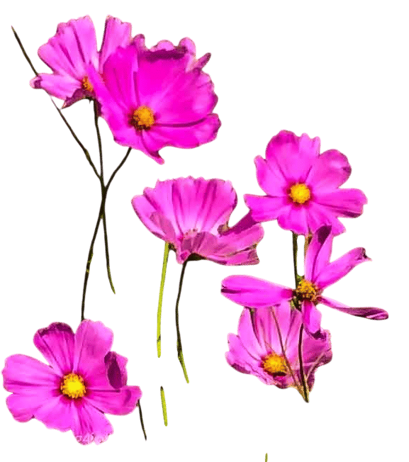 cosmos flowers
